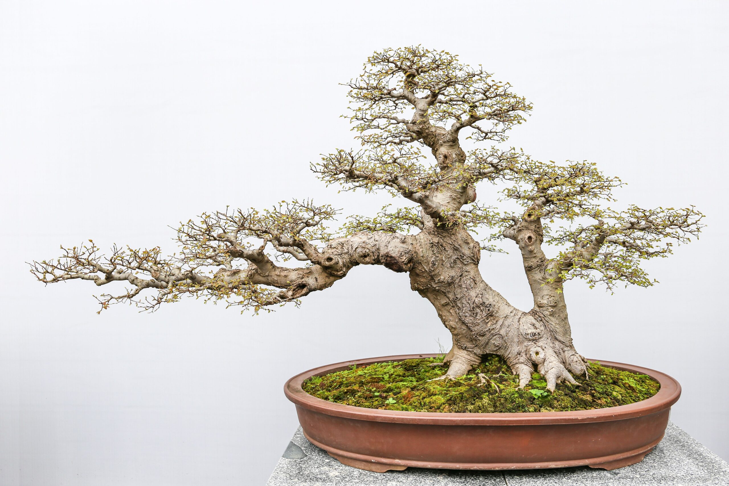 How Bonsaipots Ensures Quality in Every Bonsai Pot Purchase